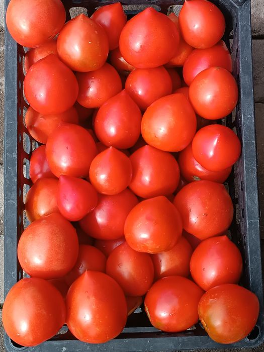 Продам помидоры разных сортов