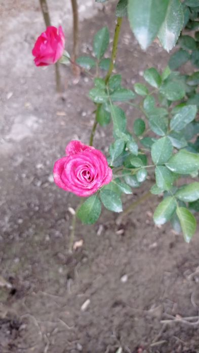 Штамп атир гулар