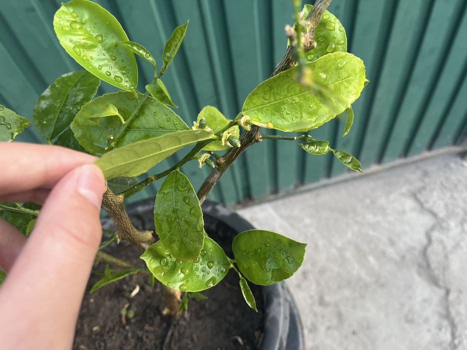 Лимонное дерево мейера