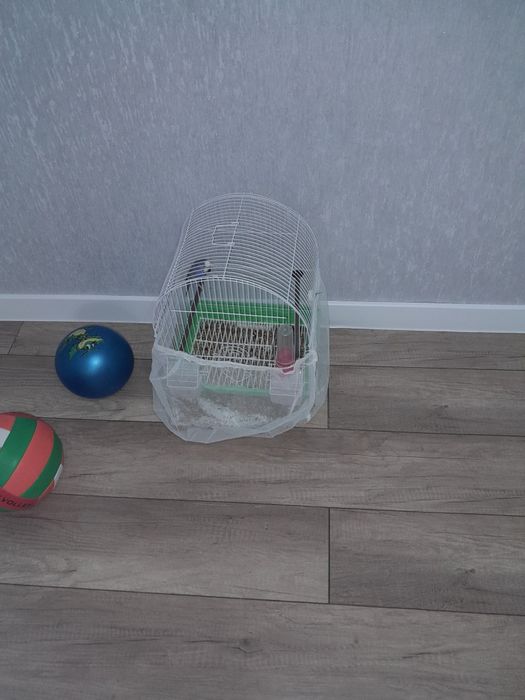 Продам продам Папугай