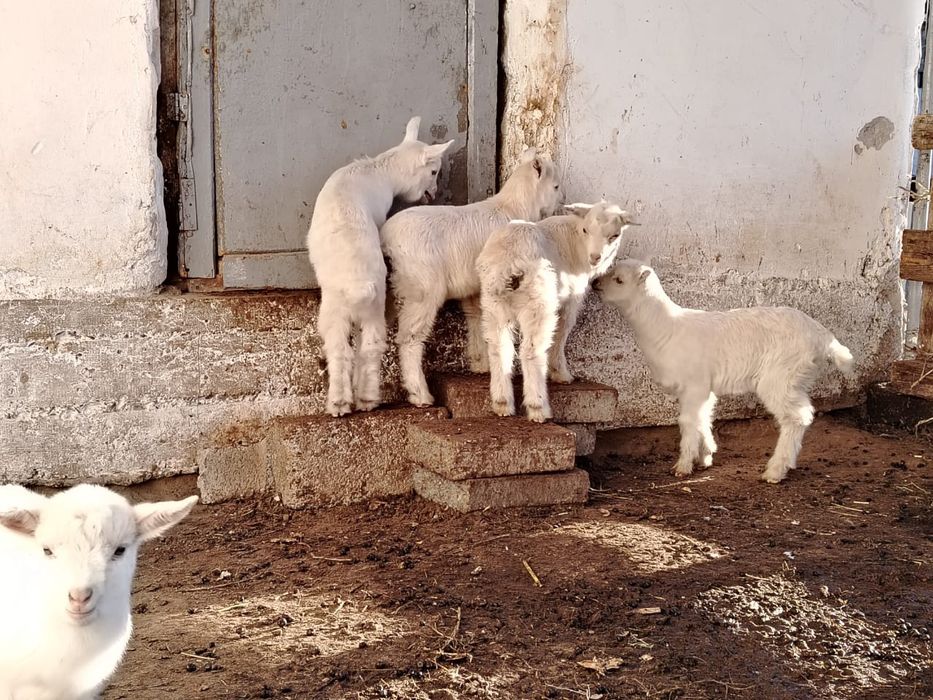 Лақтар  сатылады