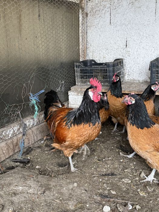 Vand cocos Vorwerk generatie 2024