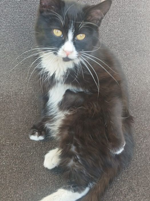 Отдадим в хорошие и добрые руки!