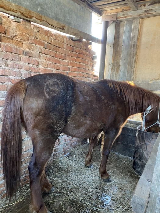 Продам кобылу на откорме 2.5 месяца