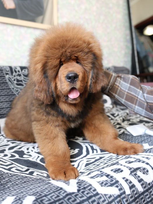 Тибетски мастиф