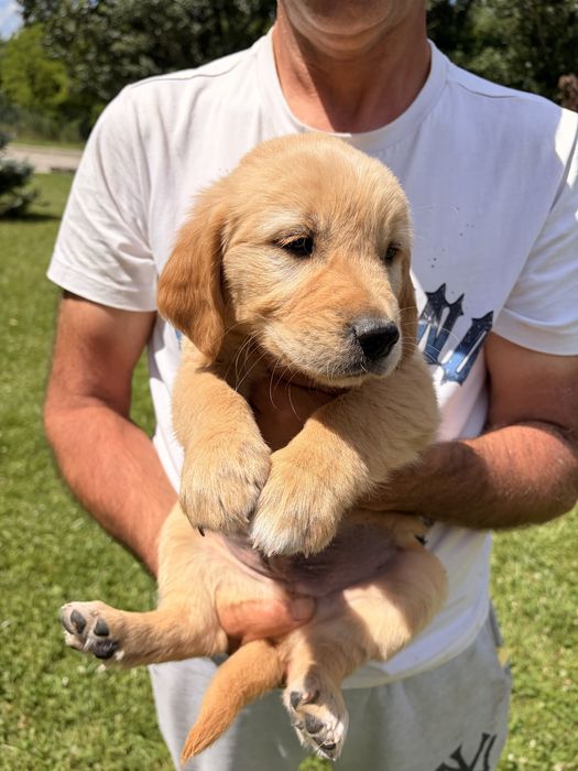 Golden Retriever