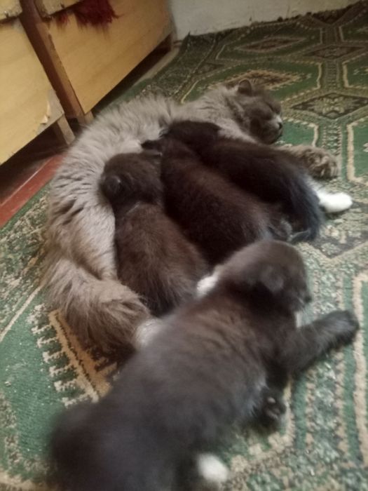 Отдам котят для хорошие руки