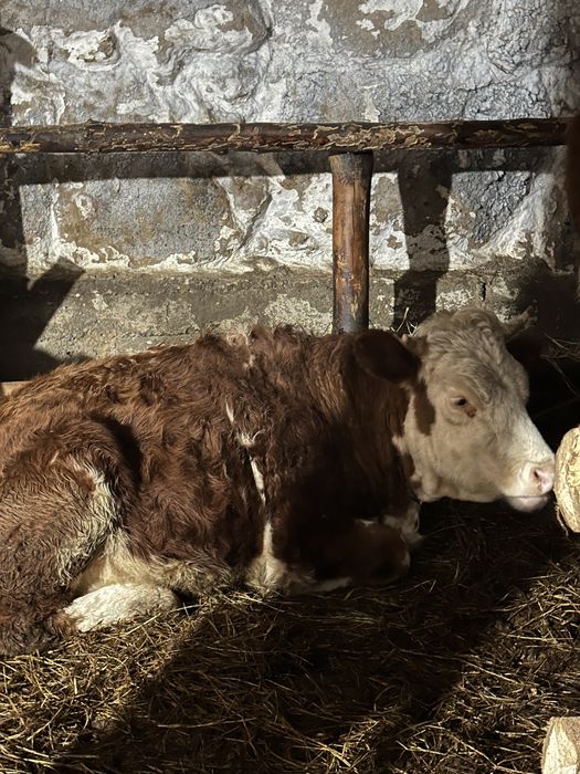 Продам телочку 2 года