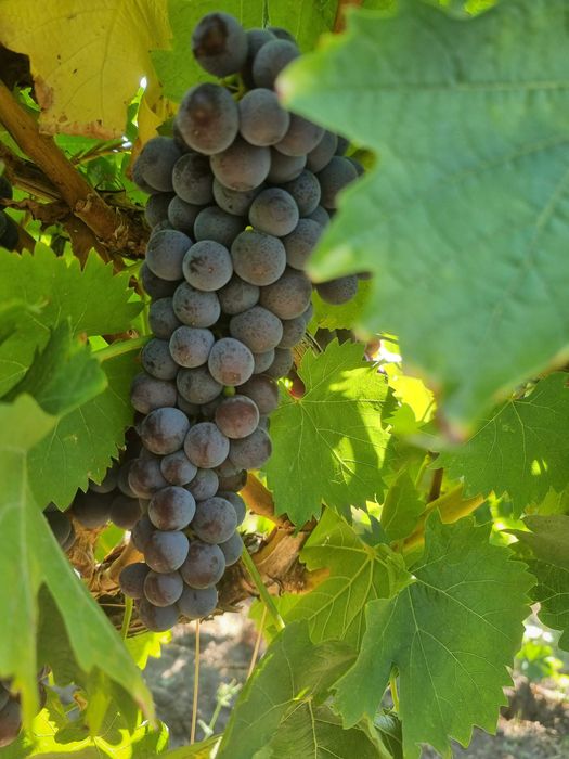 Struguri de vanzare, plantatie proprie