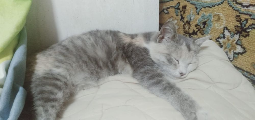 Пушистый которебенок ищет родителей