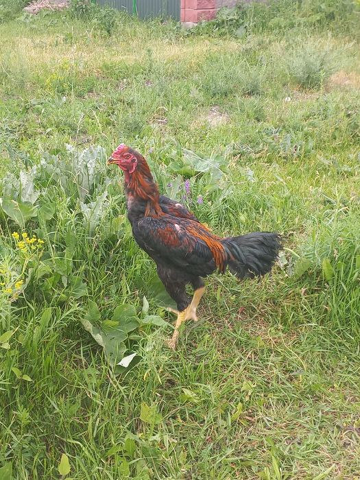 Бойцовский дакан продам!