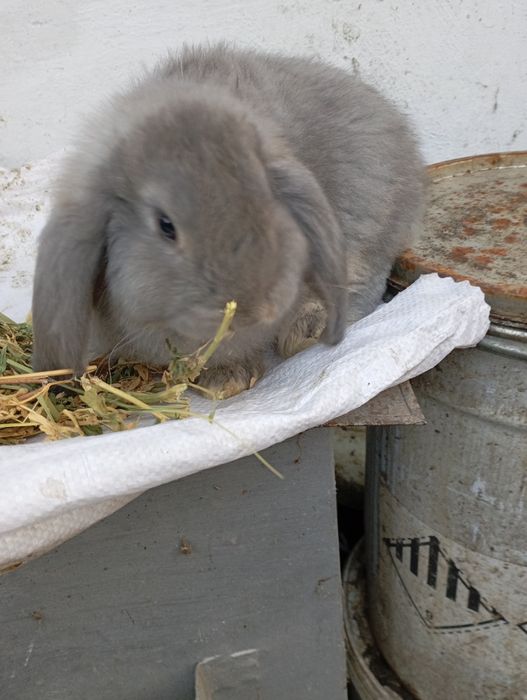 Продам Французский баран.