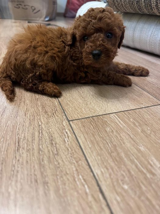 Caniche -Pudel fetita Toy Red