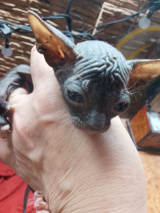 Котята сфинкс 1 месяц