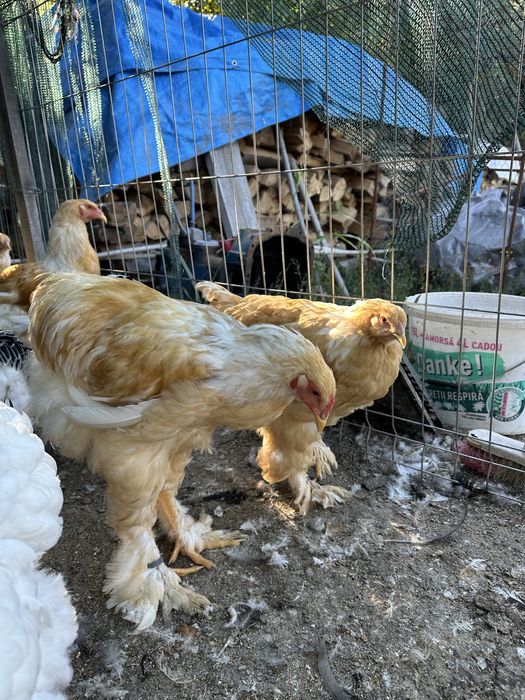 Brahma lemon tineret
