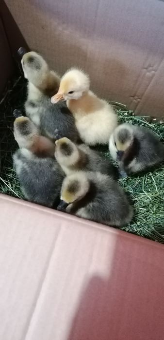Boboci de gașca și pui de curca