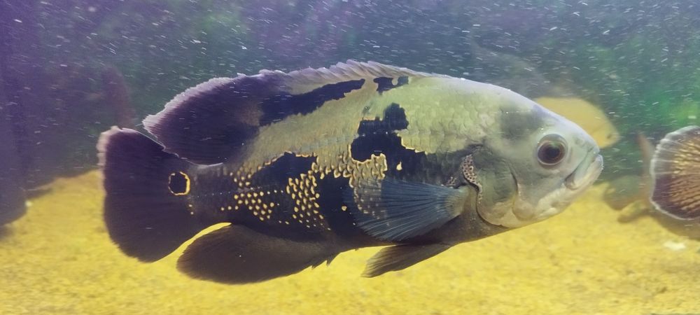 Астранотусы 1,5 годовалые