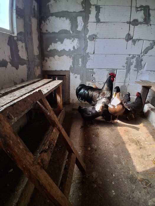 Vând rațe.o perche.rata si rățoi.