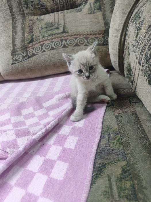 Милые котята ищут доброго хозяина