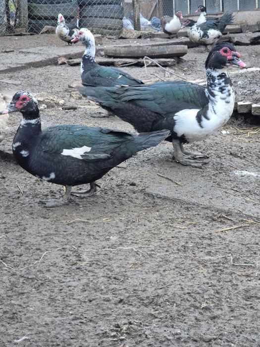 Rate mute de vanzare