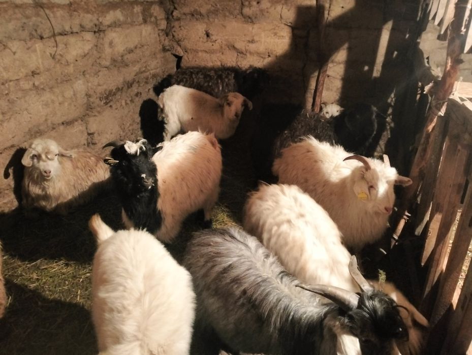 СемызСерке ешгы сатылады