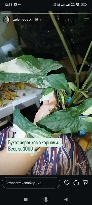 Комнатные растения
