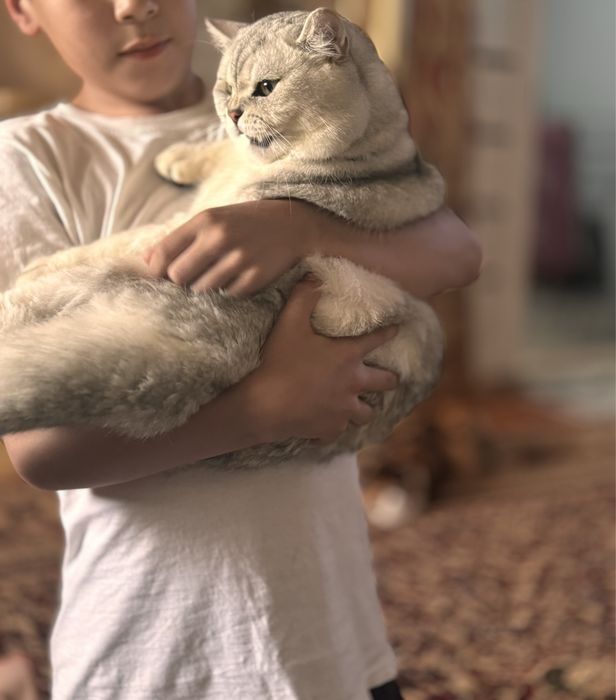 Britanskiy shinshila tozza qon vyaska taklif qilamiz