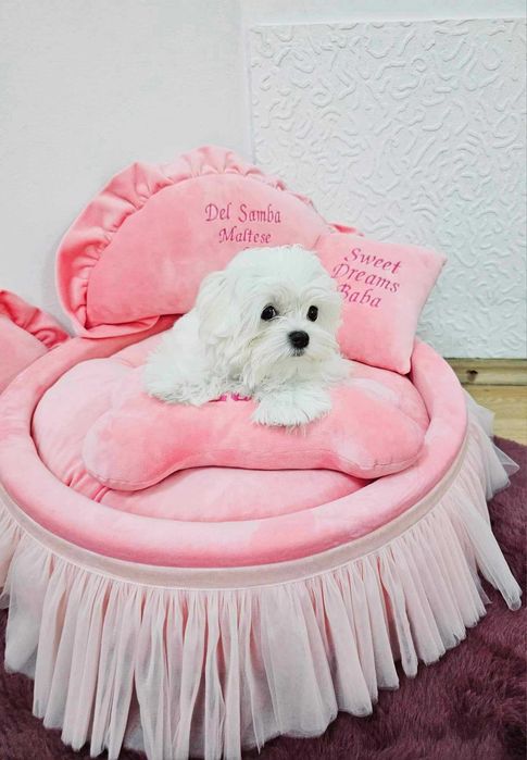 Bichon Maltez, Bichon Maltese cu Pedigree, Maltez Mini