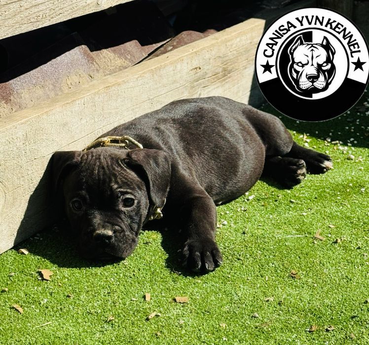 Mascul amstaff negru