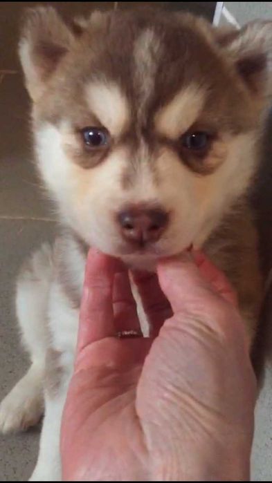 Шоколадный голубоглазый мальчик хаски