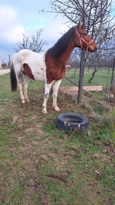 Iapa Pinto gestanta/schimb