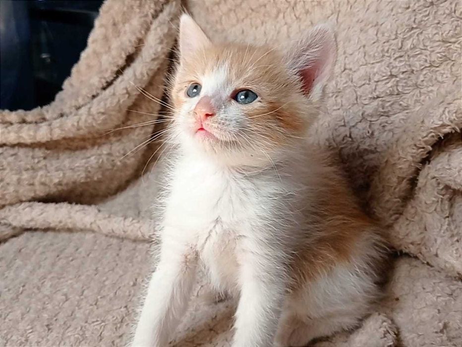 Красивые ухоженные котята