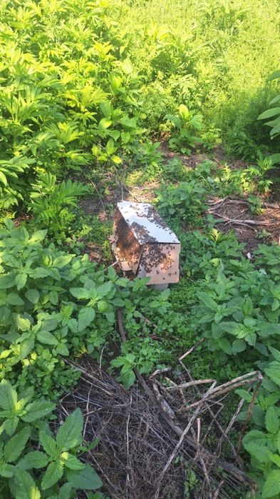 ЕвоРой - примамка за пчелни рояци