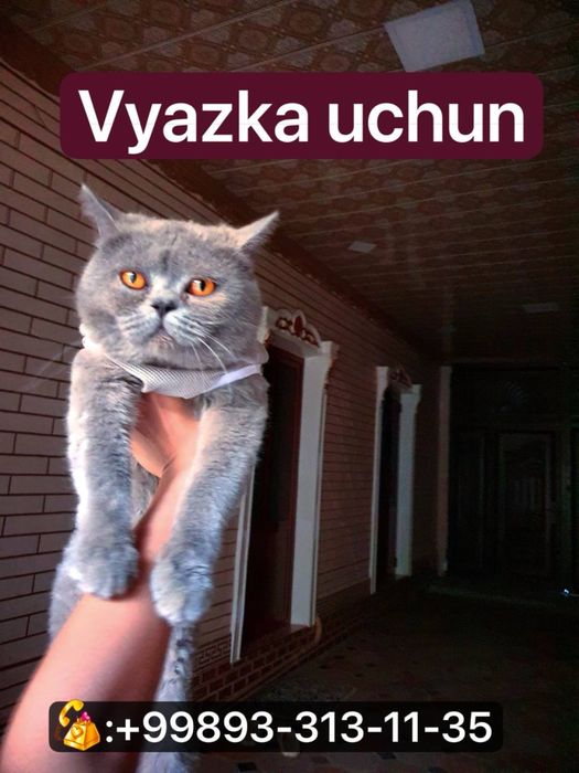 Britanskiy VYAZKAGA ham beriladi ham sotiladi