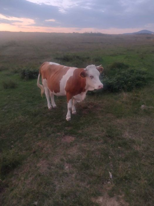 Două juninci de vânzare !!!