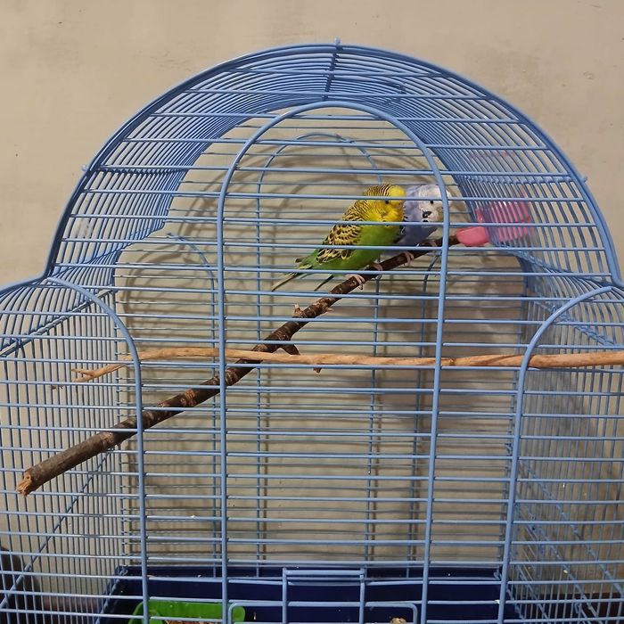 Продам попугаев с клеткой