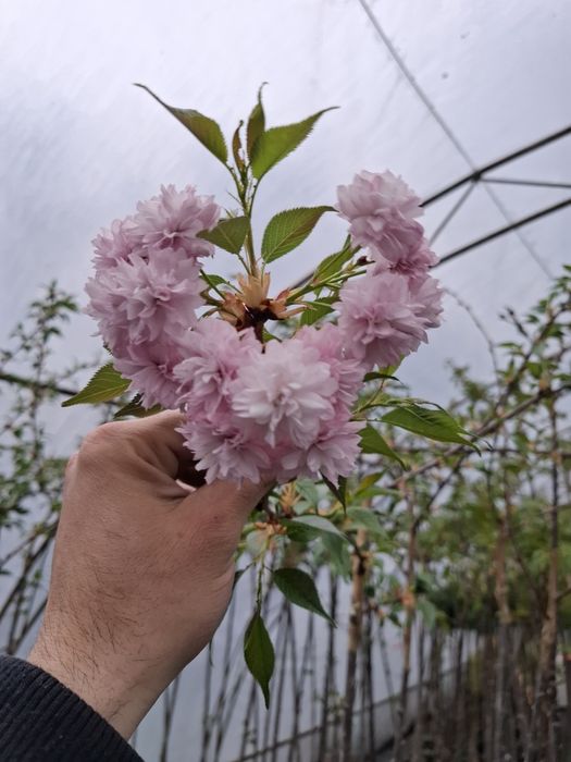 Японска вишна канзан в саксия