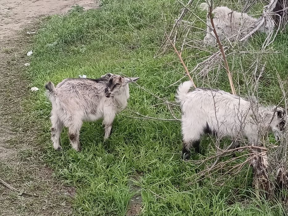 Продам козлят.Февралские