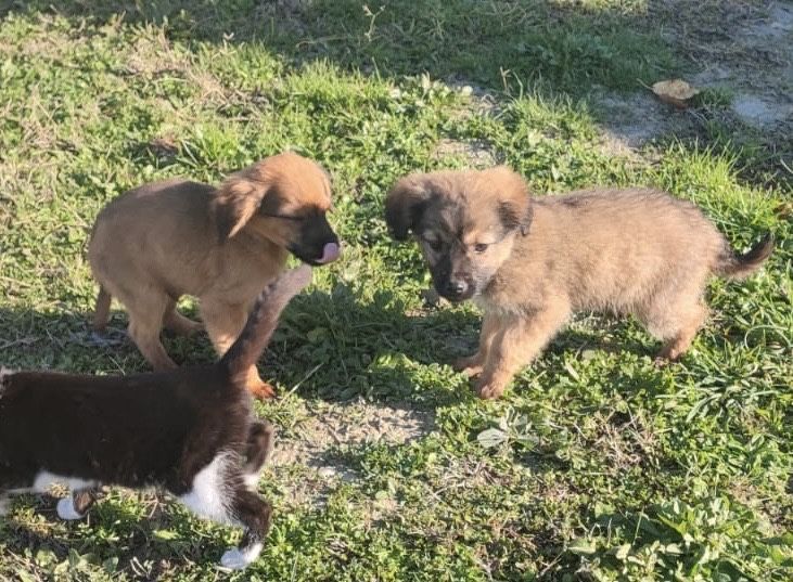 catelusi spre adoptie