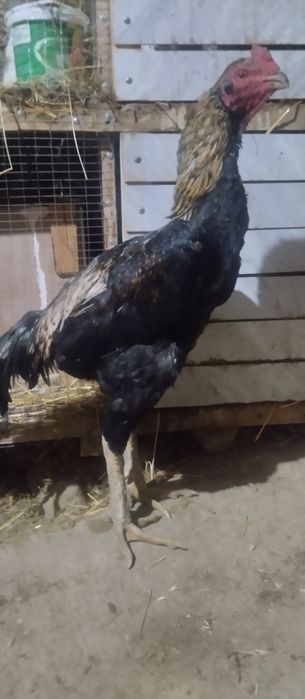 Xoʻroz bir yosh korea shamo