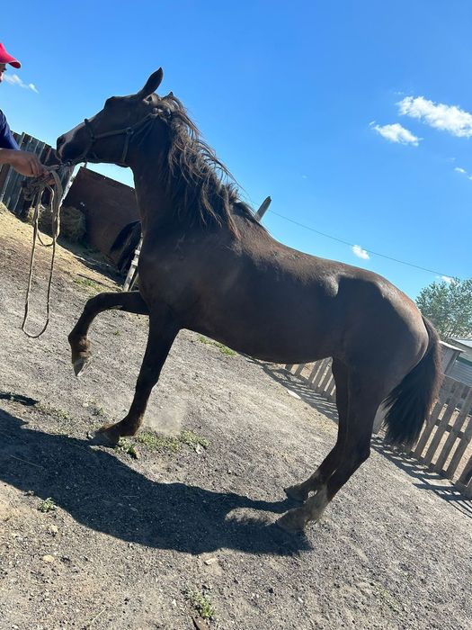 Сталлоненің жалаңаш пенисі