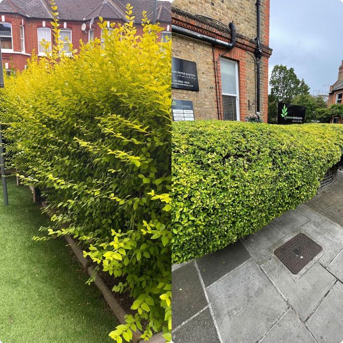 Servici Gradinarit , Spati verzi, Scari de bloc, tuns garduri, Gazon