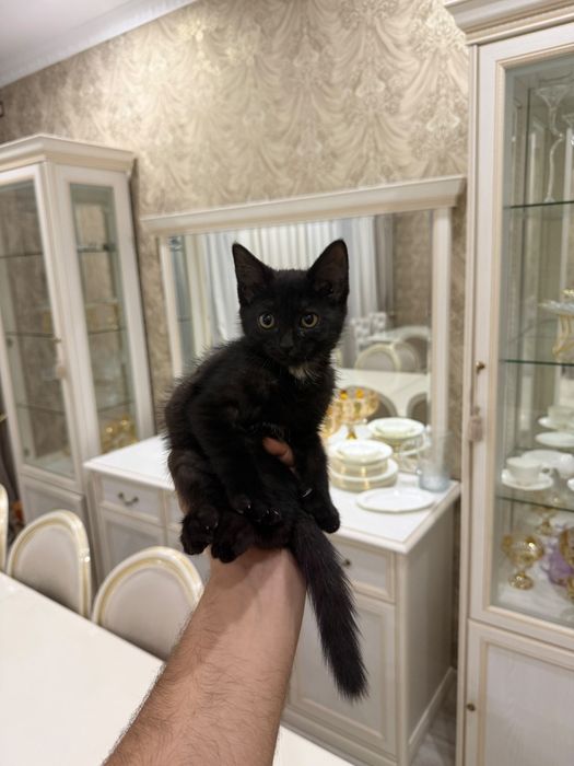 Отдам котёнка в добрые руки