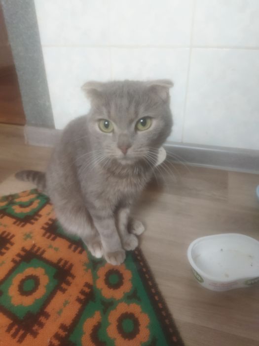 Отдам кошек в добрые руки