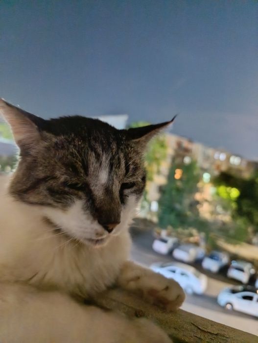 Отдаем кота в хорошие руки