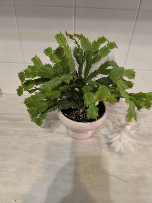 Декабрист белый продам