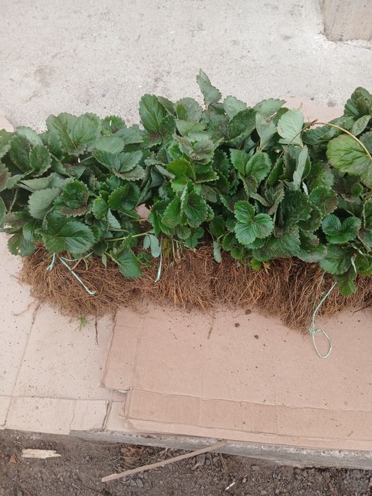 Продавам разсад Ягоди и Малини