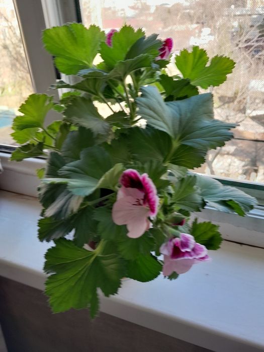 Королевская пиларгония продаётся