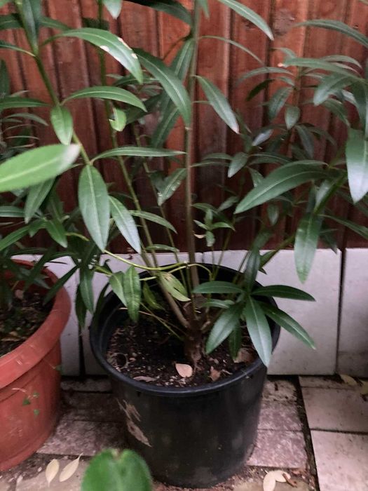 Закуми цветя в саксии 1.20-1.60