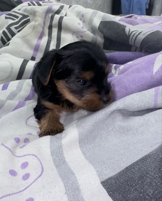 Йоркширский терьер бронь